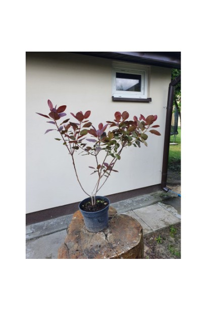 Cotinus Dusky Maiden фото